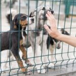 Wie Tierheimsponsoring seriös gestaltet die Herausforderungen von Tierheimen bewältigen hilft