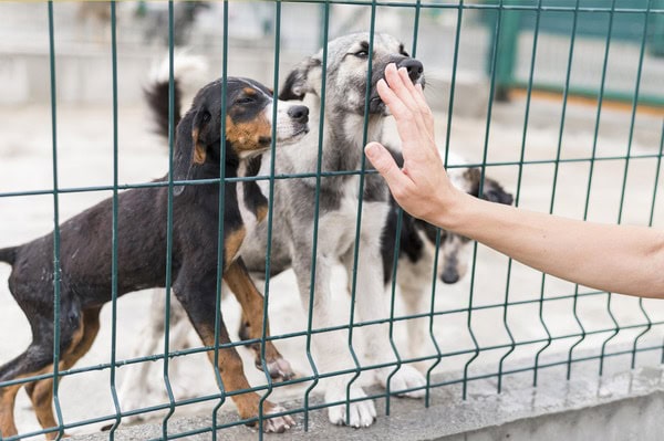 Wie Tierheimsponsoring seriös gestaltet die Herausforderungen von Tierheimen bewältigen hilft